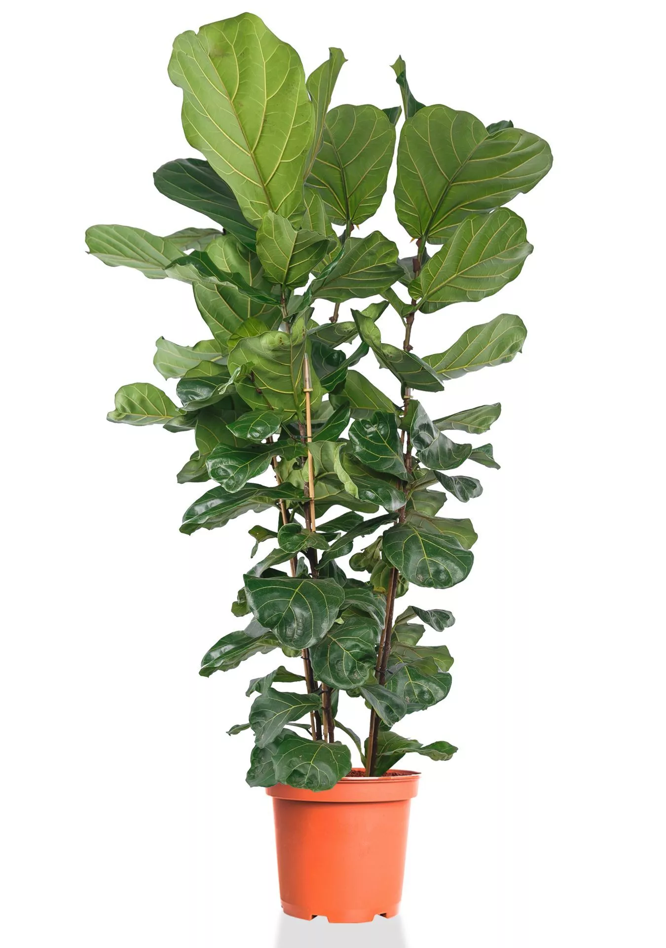 Фикус Лирата 3 ств 30/220 см