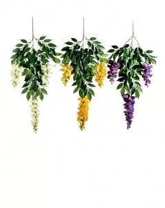 Ветка вистерии цветущей