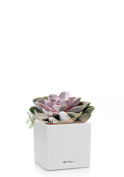 Эхеверия цветная в CANTO Stone 14