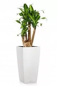Драцена душистая Массанжеана в CUBICO 30