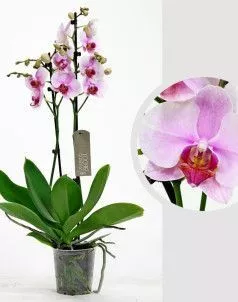 Орхидея Фаленопсис светло-розовая 12/60 см