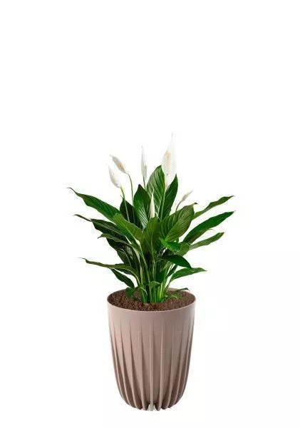 Спатифиллум 17/70 см в LAMELA MIRA ECO RECYCLED 250