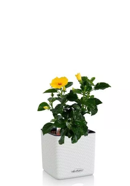 Гибискус 12/20 см в CUBE COLOR 14