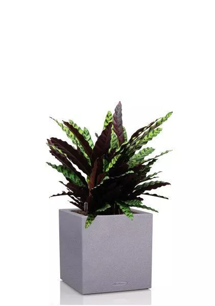 Калатея Лансифолия 30/80 см в CANTO STONE LOW 40