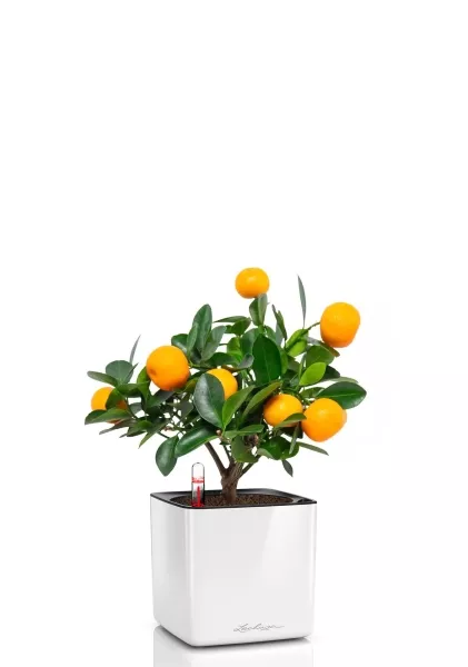 Цитрус Каламондин 12/30 см в CUBE GLOSSY 14