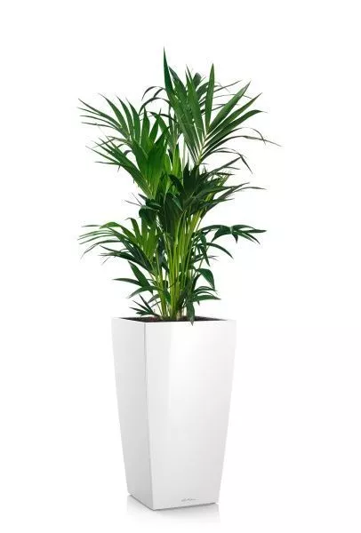 Ховея Кентия 27/120 см в CUBICO 40