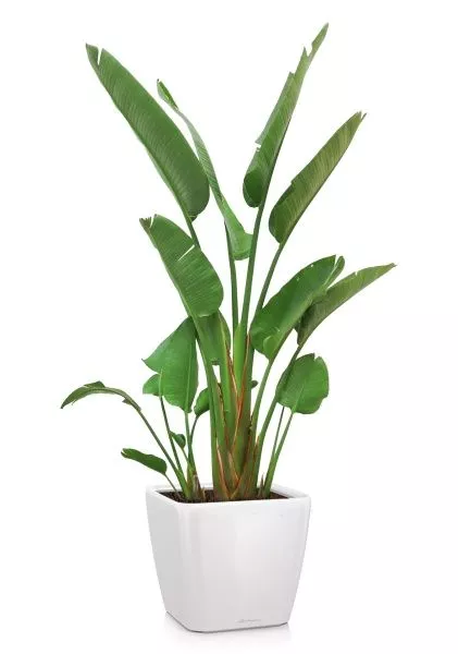 Стрелиция Николай 30/200 в QUADRO 43