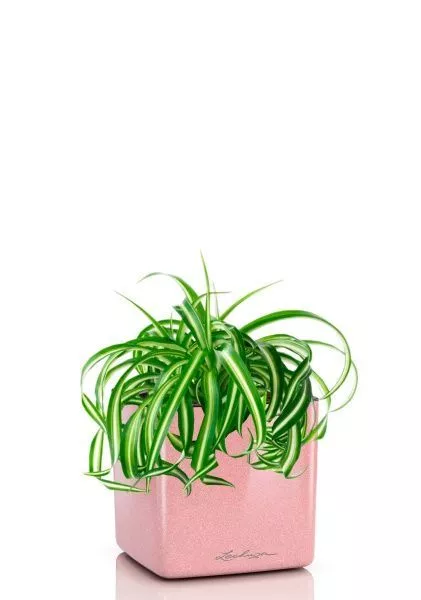 Хлорофитум Бонни 12/25 см в CUBE GLOSSY KISS 14