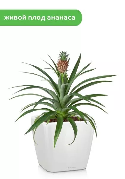 Ананас 15/50 см в QUADRO LS 21