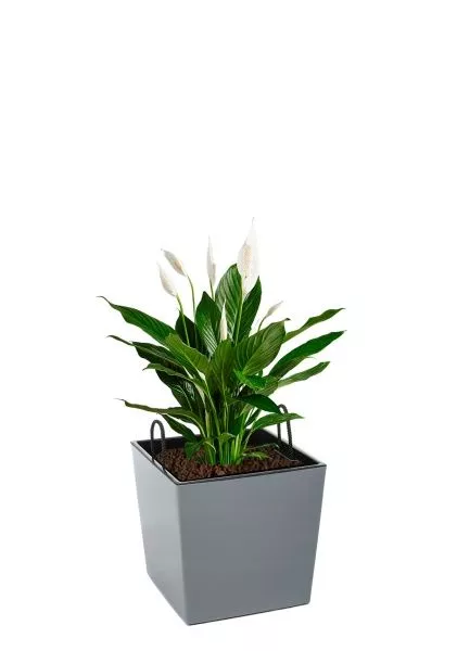 Спатифиллум 17/70 см в LAMELA Juka 19x19