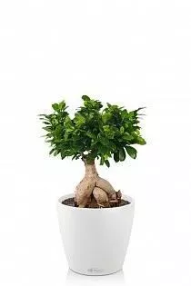 Фикус бонсай в CLASSICO Color 21