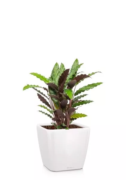 Калатея Руфибарба 17/60 см в QUADRO LS 28