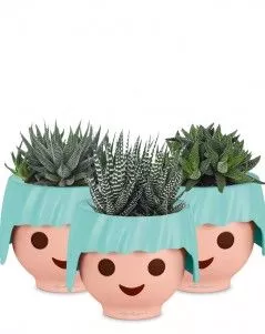 Набор "Хавортии" в OJO 25 см