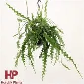 Эпифиллум Ангулигер d15 см h40 см