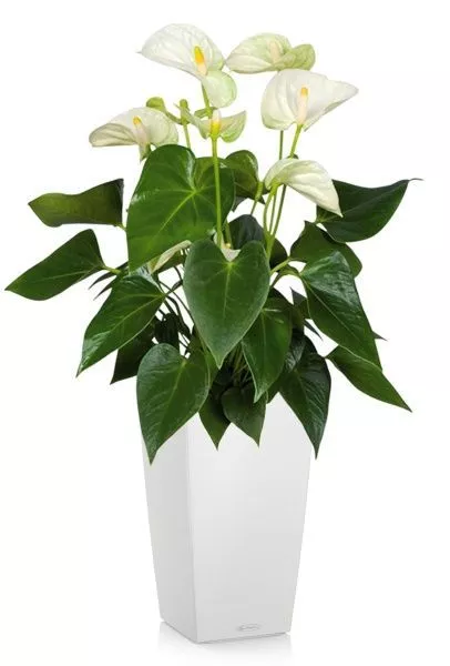 Антуриум Андрианум белый 17/60 см в CUBICO COLOR 22