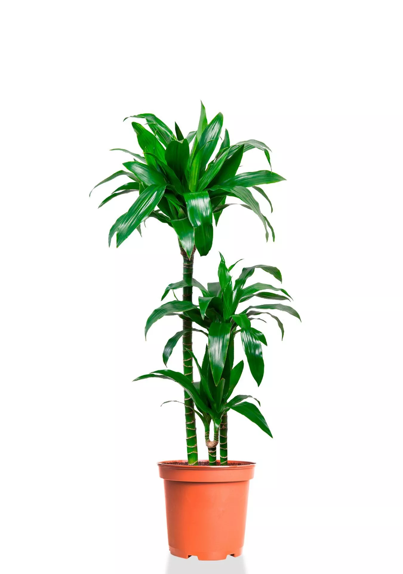 Драцена Джанет Крейг 3 ствола 21/110 см