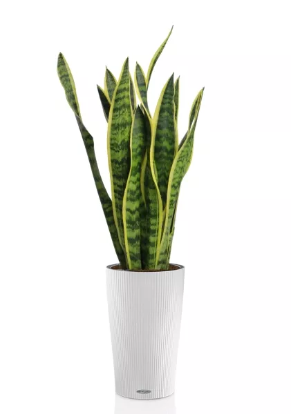 Сансевиерия Лауренти 17/60 см в CILINDRO 23