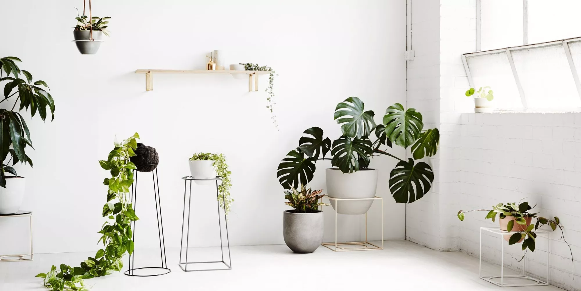 Как растения делают кадры стильнее: озеленение фотостудии Как растения делают кадры стильнее: озеленение фотостудии