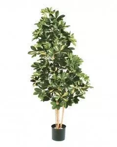 Шеффлера натуральная пёстрая