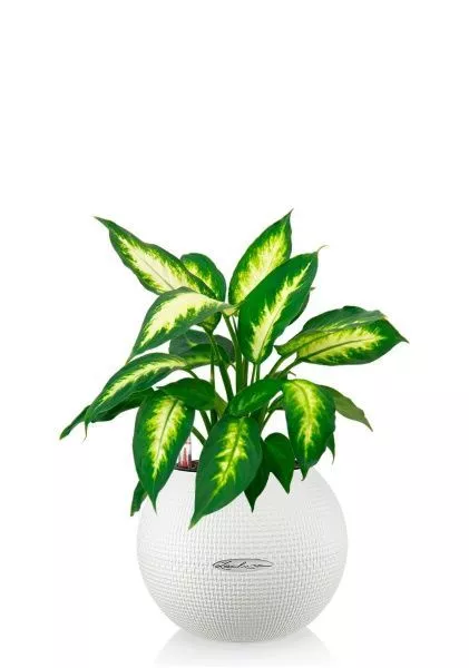 Диффенбахия Камилла 12/40 см в PURO 20