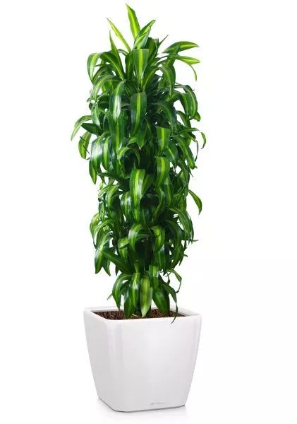 Драцена Гавайская 27/190 см в QUADRO LS 43