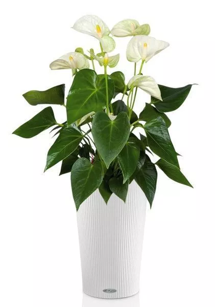 Антуриум Андрианум белый 17/60 см в CILINDRO 23