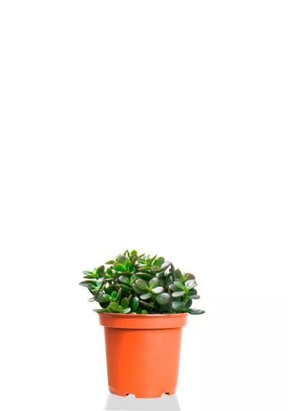 Крассула Овата Минор 12/20 см