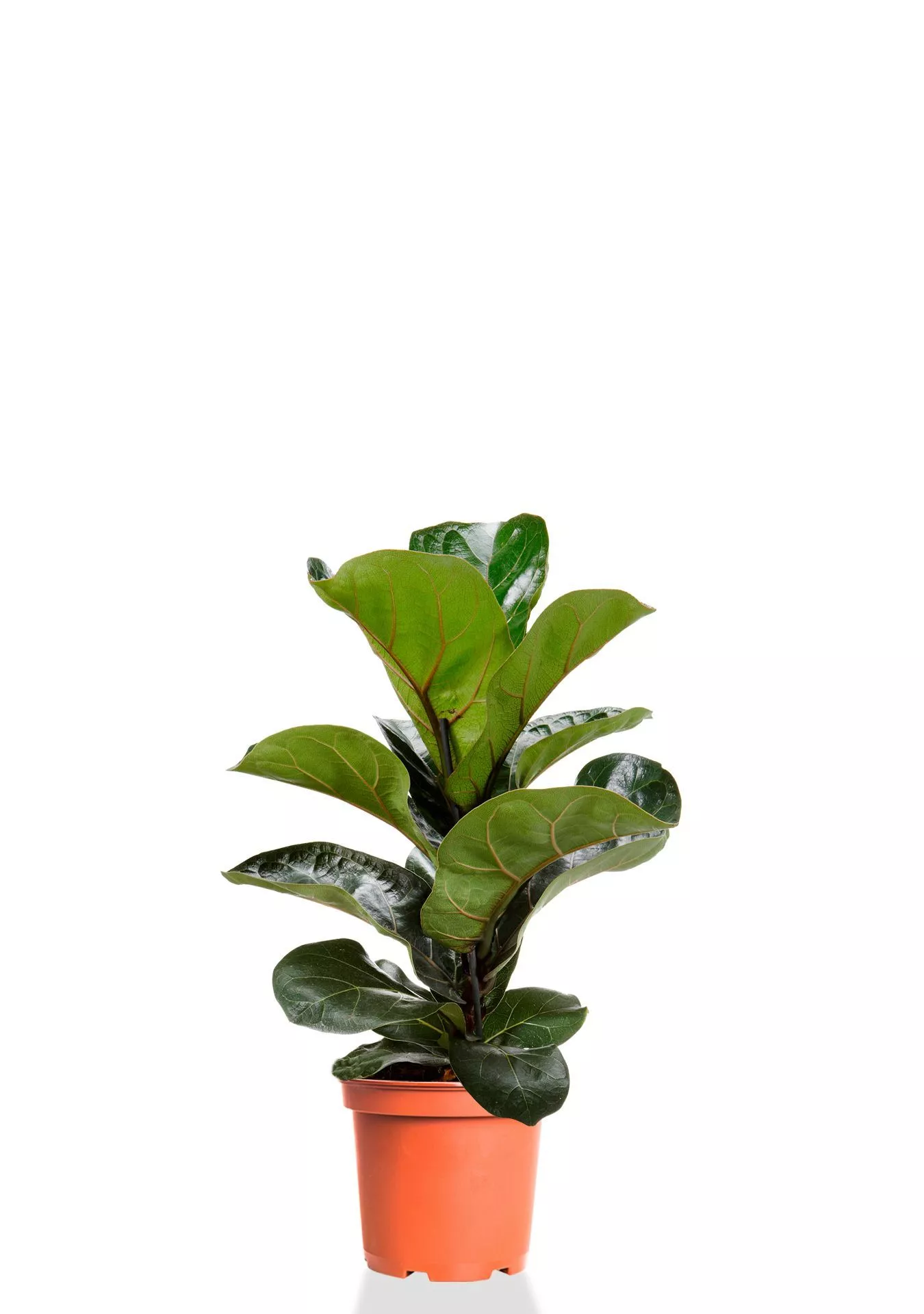 Фикус Лирата Бамбино 12/40 см