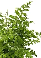 Папоротник Парвати 12/25 см в PURO 20