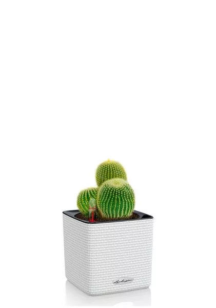 Кактус Пародия Ленингхауза 12/20 см в CUBE COLOR 14