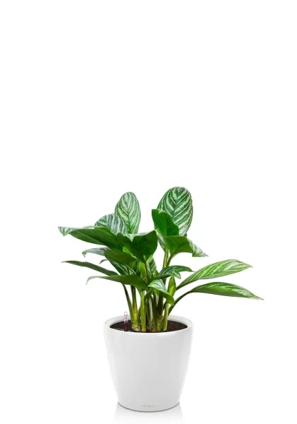 Аглаонема Страйп в CLASSICO LS 21