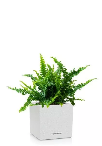 Нефролепис в CANTO STONE 14