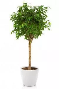Фикус Бенджамина в CLASSICO LS 50
