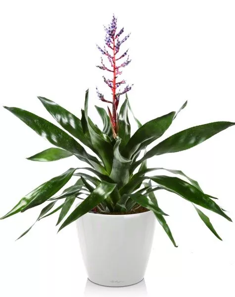 Эхмея Блю Рейн в CLASSICO LS 21