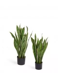 Сансевиерия куст жёлто-зелёный