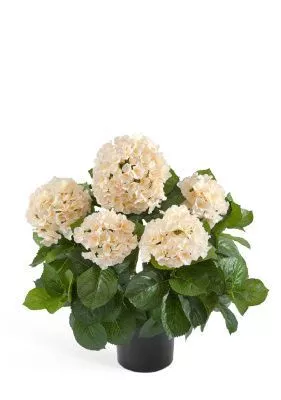 Гортензия куст крем-ваниль большой в горшке