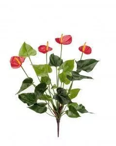 Антуриум куст Де Люкс красный