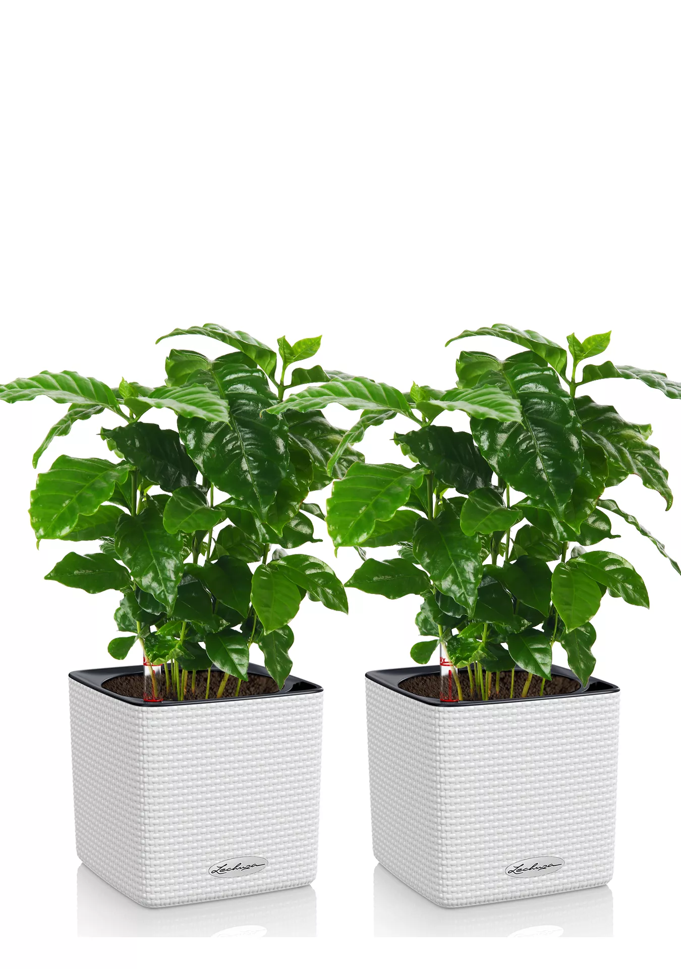 Набор Кофе в CUBE COLOR 14