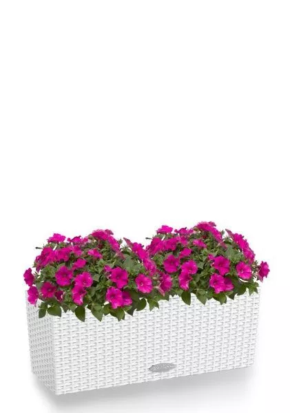 Петуния розовая в BALCONERA Cottage 50