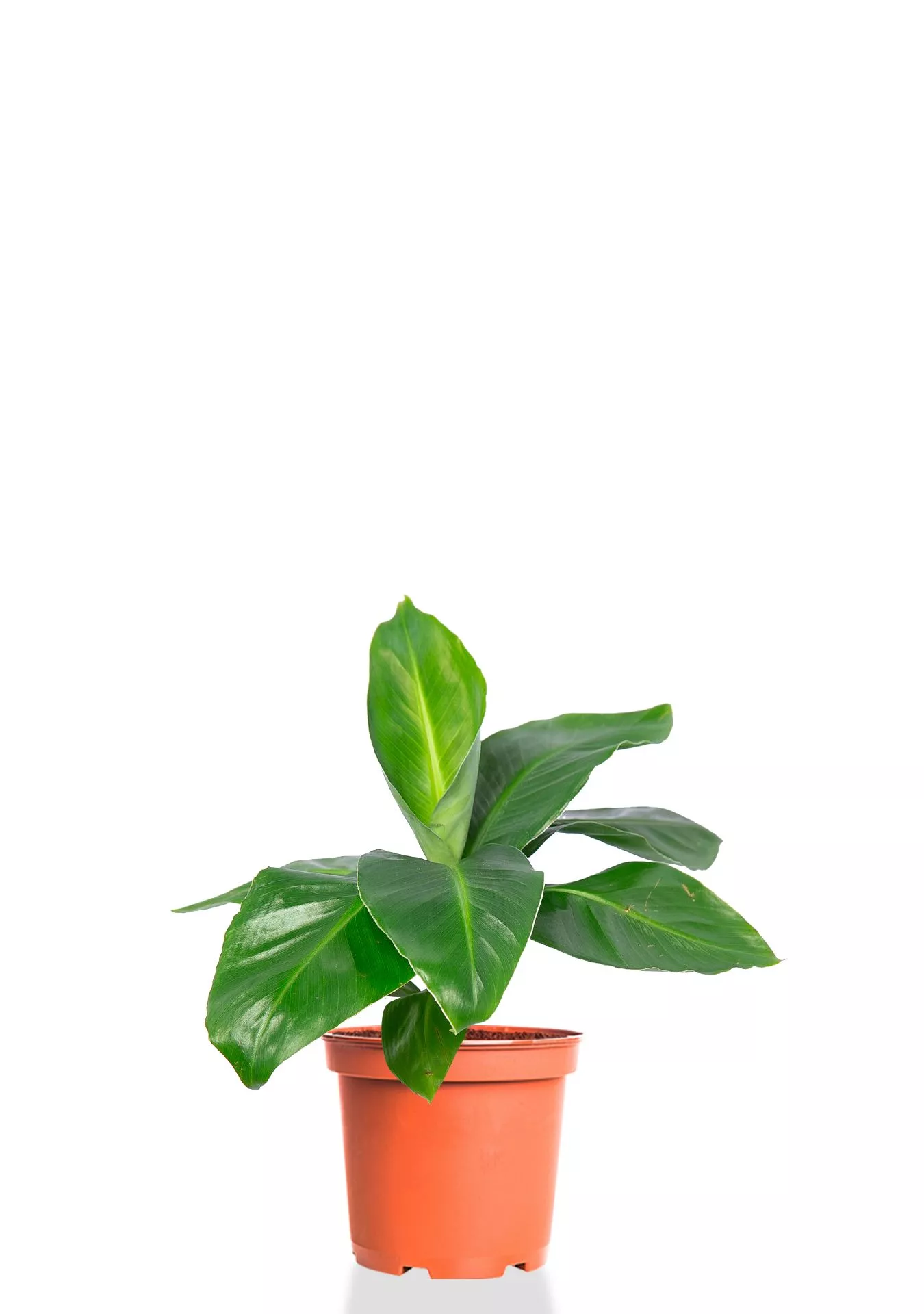 Банан 12/30 см