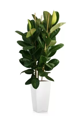 Фикус Эластика Робуста 3 ствола 35/160 см в CUBICO COLOR 40