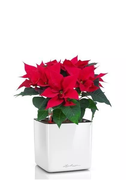 Пуансеттия 12/40 см в CUBE GLOSSY 16