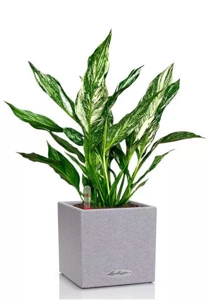 Спатифиллум вариегатный (без соцветий) 12/40 см в CANTO STONE 14