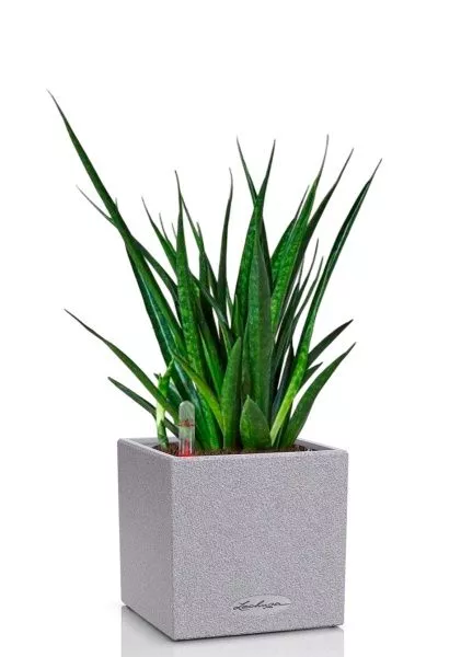 Сансевиерия Кирки 12/37 см в CANTO STONE 14