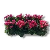 Цикламен Compact Fantasia Mix d10.5 см h17.5 см