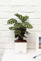 Калатея Макояна 12/35 см в CUBE GLOSSY 14