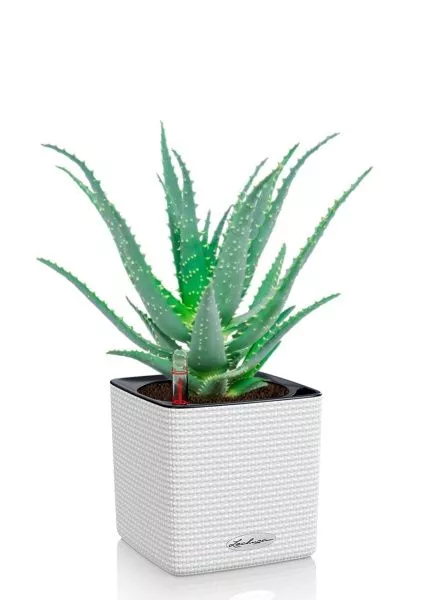 Алоэ 12/30 см в CUBE COLOR 14