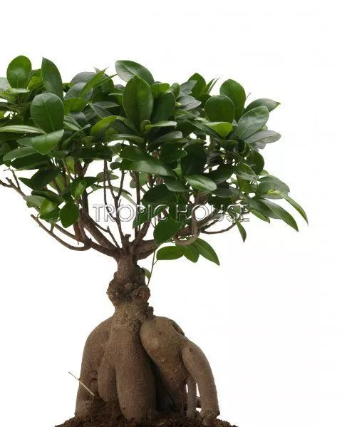 Бонсай в MINI CUBI 9