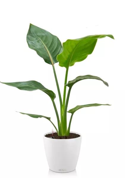 Стрелиция Регина 24/100 см в CLASSICO COLOR 35