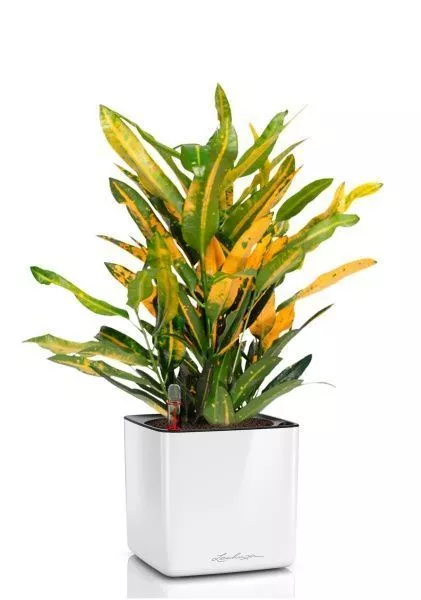 Кротон Санни в CUBE GLOSSY 14